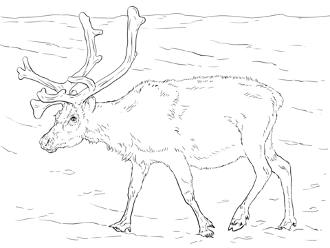 Svalbard Reindeer Coloring Page